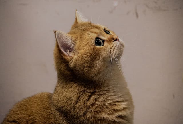小九